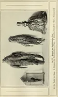 Picture 76 of 94 from Die Kunst- und Wunderkammern der Spätrenaissance : ein Beitrag zur Geschichte des Sammelwessens (1908), leaf 105
