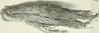 Picture 77 of 100 from Die Kunst- und Wunderkammern der Spätrenaissance : ein Beitrag zur Geschichte des Sammelwesens (1908), leaf 106