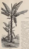 An illustration from Die Loango-Expedition ausgesandt von der Deutschen Gesellschaft zur Erforschung Aequatorial-Africas, 1873-1876. Ein Reisewerk in drei Abtheilungen (1888)