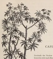 Picture 6 of 14 from Die Loango-Expedition ausgesandt von der Deutschen Gesellschaft zur Erforschung Aequatorial-Africas, 1873-1876. Ein Reisewerk in drei Abtheilungen (1888), leaf 245
