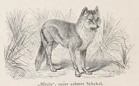 Picture 7 of 14 from Die Loango-Expedition ausgesandt von der Deutschen Gesellschaft zur Erforschung Aequatorial-Africas, 1873-1876. Ein Reisewerk in drei Abtheilungen (1888), leaf 300