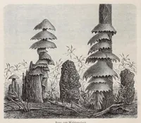 Picture 9 of 14 from Die Loango-Expedition ausgesandt von der Deutschen Gesellschaft zur Erforschung Aequatorial-Africas, 1873-1876. Ein Reisewerk in drei Abtheilungen (1888), leaf 362