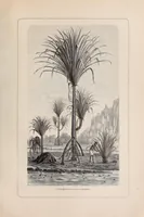 An illustration from Die Loango-Expedition ausgesandt von der Deutschen Gesellschaft zur Erforschung Aequatorial-Africas, 1873-1876. Ein Reisewerk in drei Abtheilungen (1888)