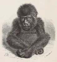 An illustration from Die Loango-Expedition ausgesandt von der Deutschen Gesellschaft zur Erforschung Aequatorial-Africas, 1873-1876. Ein Reisewerk in drei Abtheilungen (1888)