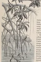 Picture 13 of 14 from Die Loango-Expedition ausgesandt von der Deutschen Gesellschaft zur Erforschung Aequatorial-Africas, 1873-1876. Ein Reisewerk in drei Abtheilungen (1888), leaf 483