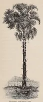 Picture 14 of 14 from Die Loango-Expedition ausgesandt von der Deutschen Gesellschaft zur Erforschung Aequatorial-Africas, 1873-1876. Ein Reisewerk in drei Abtheilungen (1888), leaf 601