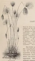 An illustration from Die Loango-Expedition ausgesandt von der Deutschen Gesellschaft zur Erforschung Aequatorial-Africas, 1873-1876. Ein Reisewerk in drei Abtheilungen (1888)