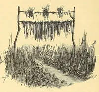 Picture 10 of 11 from Die Loango-Expedition ausgesandt von der Deutschen Gesellschaft zur Erforschung Aequatorial-Africas, 1873-1876 : ein Reisewerk in drei Abtheilungen (1879), leaf 1032