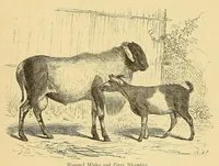 Picture 5 of 11 from Die Loango-Expedition ausgesandt von der Deutschen Gesellschaft zur Erforschung Aequatorial-Africas, 1873-1876 : ein Reisewerk in drei Abtheilungen (1879), leaf 425