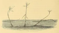 Picture 7 of 11 from Die Loango-Expedition ausgesandt von der Deutschen Gesellschaft zur Erforschung Aequatorial-Africas, 1873-1876 : ein Reisewerk in drei Abtheilungen (1879), leaf 634