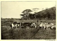 An illustration from Die Masai. Ethnographische Monographie eines ostafrikanischen Semitenvolkes (1910)