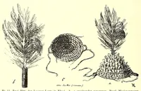 An illustration from Die Masken und Geheimbünde Afrikas (1898)