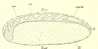 Picture 14 of 16 from Die Masken und Geheimbünde Afrikas (1898), leaf 450