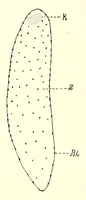 Picture 15 of 16 from Die Masken und Geheimbünde Afrikas (1898), leaf 520