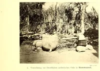An illustration from Die Mazigh-völker : ethnographische notizen aus Süd-Tunesien (1914)