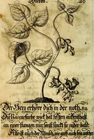 An illustration from Die mit teutschen Saiten überzogene, heilige Kron-Harffe, oder, Verfassung des gantzen Psalter Davids in teutsche Reim-Gebände : vermittelst sonderbarer darzu mit dem basso continuo, neu-verfertigter Kunst-Melodeyen ... (1680)