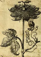 An illustration from Die mit teutschen Saiten überzogene, heilige Kron-Harffe, oder, Verfassung des gantzen Psalter Davids in teutsche Reim-Gebände : vermittelst sonderbarer darzu mit dem basso continuo, neu-verfertigter Kunst-Melodeyen ... (1680)