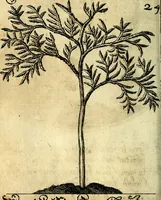 An illustration from Die mit teutschen Saiten überzogene, heilige Kron-Harffe, oder, Verfassung des gantzen Psalter Davids in teutsche Reim-Gebände : vermittelst sonderbarer darzu mit dem basso continuo, neu-verfertigter Kunst-Melodeyen ... (1680)