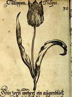 An illustration from Die mit teutschen Saiten überzogene, heilige Kron-Harffe, oder, Verfassung des gantzen Psalter Davids in teutsche Reim-Gebände : vermittelst sonderbarer darzu mit dem basso continuo, neu-verfertigter Kunst-Melodeyen ... (1680)