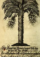 An illustration from Die mit teutschen Saiten überzogene, heilige Kron-Harffe, oder, Verfassung des gantzen Psalter Davids in teutsche Reim-Gebände : vermittelst sonderbarer darzu mit dem basso continuo, neu-verfertigter Kunst-Melodeyen ... (1680)