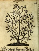 An illustration from Die mit teutschen Saiten überzogene, heilige Kron-Harffe, oder, Verfassung des gantzen Psalter Davids in teutsche Reim-Gebände : vermittelst sonderbarer darzu mit dem basso continuo, neu-verfertigter Kunst-Melodeyen ... (1680)