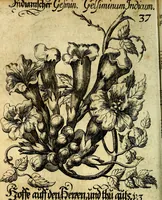 An illustration from Die mit teutschen Saiten überzogene, heilige Kron-Harffe, oder, Verfassung des gantzen Psalter Davids in teutsche Reim-Gebände : vermittelst sonderbarer darzu mit dem basso continuo, neu-verfertigter Kunst-Melodeyen ... (1680)