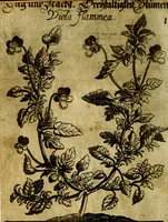 An illustration from Die mit teutschen Saiten überzogene, heilige Kron-Harffe, oder, Verfassung des gantzen Psalter Davids in teutsche Reim-Gebände : vermittelst sonderbarer darzu mit dem basso continuo, neu-verfertigter Kunst-Melodeyen ... (1680)
