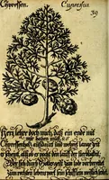 Picture 95 of 319 from Die mit teutschen Saiten überzogene, heilige Kron-Harffe, oder, Verfassung des gantzen Psalter Davids in teutsche Reim-Gebände : vermittelst sonderbarer darzu mit dem basso continuo, neu-verfertigter Kunst-Melodeyen ... (1680), leaf 239