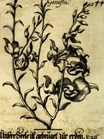 An illustration from Die mit teutschen Saiten überzogene, heilige Kron-Harffe, oder, Verfassung des gantzen Psalter Davids in teutsche Reim-Gebände : vermittelst sonderbarer darzu mit dem basso continuo, neu-verfertigter Kunst-Melodeyen ... (1680)