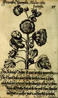 An illustration from Die mit teutschen Saiten überzogene, heilige Kron-Harffe, oder, Verfassung des gantzen Psalter Davids in teutsche Reim-Gebände : vermittelst sonderbarer darzu mit dem basso continuo, neu-verfertigter Kunst-Melodeyen ... (1680)
