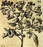 An illustration from Die mit teutschen Saiten überzogene, heilige Kron-Harffe, oder, Verfassung des gantzen Psalter Davids in teutsche Reim-Gebände : vermittelst sonderbarer darzu mit dem basso continuo, neu-verfertigter Kunst-Melodeyen ... (1680)