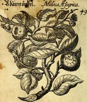 An illustration from Die mit teutschen Saiten überzogene, heilige Kron-Harffe, oder, Verfassung des gantzen Psalter Davids in teutsche Reim-Gebände : vermittelst sonderbarer darzu mit dem basso continuo, neu-verfertigter Kunst-Melodeyen ... (1680)