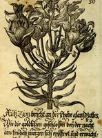 An illustration from Die mit teutschen Saiten überzogene, heilige Kron-Harffe, oder, Verfassung des gantzen Psalter Davids in teutsche Reim-Gebände : vermittelst sonderbarer darzu mit dem basso continuo, neu-verfertigter Kunst-Melodeyen ... (1680)