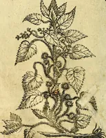 An illustration from Die mit teutschen Saiten überzogene, heilige Kron-Harffe, oder, Verfassung des gantzen Psalter Davids in teutsche Reim-Gebände : vermittelst sonderbarer darzu mit dem basso continuo, neu-verfertigter Kunst-Melodeyen ... (1680)