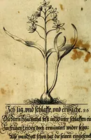 An illustration from Die mit teutschen Saiten überzogene, heilige Kron-Harffe, oder, Verfassung des gantzen Psalter Davids in teutsche Reim-Gebände : vermittelst sonderbarer darzu mit dem basso continuo, neu-verfertigter Kunst-Melodeyen ... (1680)