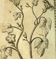 An illustration from Die mit teutschen Saiten überzogene, heilige Kron-Harffe, oder, Verfassung des gantzen Psalter Davids in teutsche Reim-Gebände : vermittelst sonderbarer darzu mit dem basso continuo, neu-verfertigter Kunst-Melodeyen ... (1680)