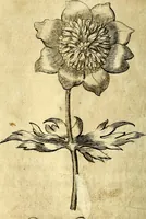An illustration from Die mit teutschen Saiten überzogene, heilige Kron-Harffe, oder, Verfassung des gantzen Psalter Davids in teutsche Reim-Gebände : vermittelst sonderbarer darzu mit dem basso continuo, neu-verfertigter Kunst-Melodeyen ... (1680)