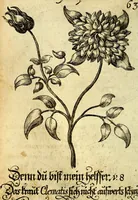An illustration from Die mit teutschen Saiten überzogene, heilige Kron-Harffe, oder, Verfassung des gantzen Psalter Davids in teutsche Reim-Gebände : vermittelst sonderbarer darzu mit dem basso continuo, neu-verfertigter Kunst-Melodeyen ... (1680)