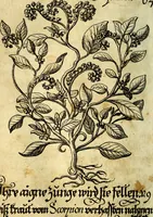 An illustration from Die mit teutschen Saiten überzogene, heilige Kron-Harffe, oder, Verfassung des gantzen Psalter Davids in teutsche Reim-Gebände : vermittelst sonderbarer darzu mit dem basso continuo, neu-verfertigter Kunst-Melodeyen ... (1680)