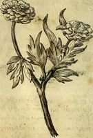 An illustration from Die mit teutschen Saiten überzogene, heilige Kron-Harffe, oder, Verfassung des gantzen Psalter Davids in teutsche Reim-Gebände : vermittelst sonderbarer darzu mit dem basso continuo, neu-verfertigter Kunst-Melodeyen ... (1680)
