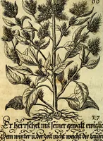 An illustration from Die mit teutschen Saiten überzogene, heilige Kron-Harffe, oder, Verfassung des gantzen Psalter Davids in teutsche Reim-Gebände : vermittelst sonderbarer darzu mit dem basso continuo, neu-verfertigter Kunst-Melodeyen ... (1680)
