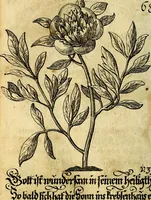 An illustration from Die mit teutschen Saiten überzogene, heilige Kron-Harffe, oder, Verfassung des gantzen Psalter Davids in teutsche Reim-Gebände : vermittelst sonderbarer darzu mit dem basso continuo, neu-verfertigter Kunst-Melodeyen ... (1680)