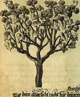 An illustration from Die mit teutschen Saiten überzogene, heilige Kron-Harffe, oder, Verfassung des gantzen Psalter Davids in teutsche Reim-Gebände : vermittelst sonderbarer darzu mit dem basso continuo, neu-verfertigter Kunst-Melodeyen ... (1680)
