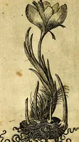 An illustration from Die mit teutschen Saiten überzogene, heilige Kron-Harffe, oder, Verfassung des gantzen Psalter Davids in teutsche Reim-Gebände : vermittelst sonderbarer darzu mit dem basso continuo, neu-verfertigter Kunst-Melodeyen ... (1680)