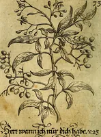 An illustration from Die mit teutschen Saiten überzogene, heilige Kron-Harffe, oder, Verfassung des gantzen Psalter Davids in teutsche Reim-Gebände : vermittelst sonderbarer darzu mit dem basso continuo, neu-verfertigter Kunst-Melodeyen ... (1680)