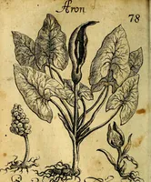 An illustration from Die mit teutschen Saiten überzogene, heilige Kron-Harffe, oder, Verfassung des gantzen Psalter Davids in teutsche Reim-Gebände : vermittelst sonderbarer darzu mit dem basso continuo, neu-verfertigter Kunst-Melodeyen ... (1680)