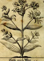 An illustration from Die mit teutschen Saiten überzogene, heilige Kron-Harffe, oder, Verfassung des gantzen Psalter Davids in teutsche Reim-Gebände : vermittelst sonderbarer darzu mit dem basso continuo, neu-verfertigter Kunst-Melodeyen ... (1680)