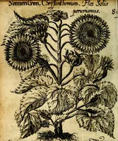 An illustration from Die mit teutschen Saiten überzogene, heilige Kron-Harffe, oder, Verfassung des gantzen Psalter Davids in teutsche Reim-Gebände : vermittelst sonderbarer darzu mit dem basso continuo, neu-verfertigter Kunst-Melodeyen ... (1680)