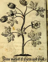 An illustration from Die mit teutschen Saiten überzogene, heilige Kron-Harffe, oder, Verfassung des gantzen Psalter Davids in teutsche Reim-Gebände : vermittelst sonderbarer darzu mit dem basso continuo, neu-verfertigter Kunst-Melodeyen ... (1680)