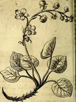 An illustration from Die mit teutschen Saiten überzogene, heilige Kron-Harffe, oder, Verfassung des gantzen Psalter Davids in teutsche Reim-Gebände : vermittelst sonderbarer darzu mit dem basso continuo, neu-verfertigter Kunst-Melodeyen ... (1680)